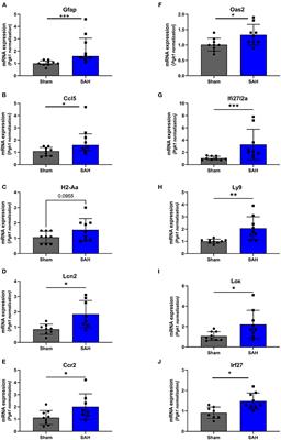Hippocampal Transcriptome Changes After Subarachnoid Hemorrhage in Mice